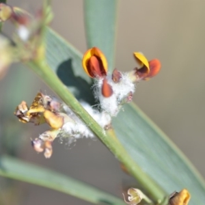 Bossiaea riparia at Wamboin, NSW - 2 Nov 2018