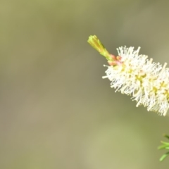 Melaleuca parvistaminea (Small-flowered Honey-myrtle) at Wamboin, NSW - 2 Nov 2018 by natureguy