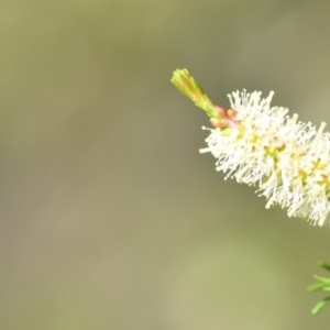 Melaleuca parvistaminea at Wamboin, NSW - 2 Nov 2018