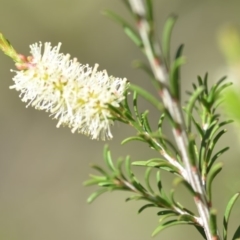 Melaleuca parvistaminea at Wamboin, NSW - 2 Nov 2018 11:34 AM