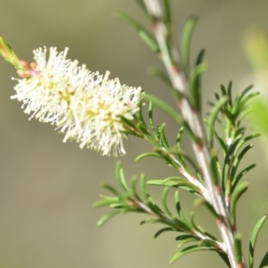 Melaleuca parvistaminea at Wamboin, NSW - 2 Nov 2018