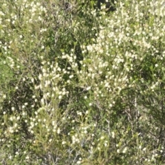 Melaleuca parvistaminea at Wamboin, NSW - 2 Nov 2018 11:34 AM