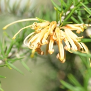 Grevillea juniperina at Wamboin, NSW - 2 Nov 2018