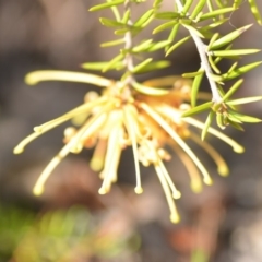 Grevillea juniperina at Wamboin, NSW - 2 Nov 2018