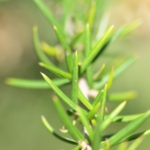 Grevillea juniperina at Wamboin, NSW - 2 Nov 2018