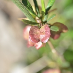 Dodonaea viscosa at Wamboin, NSW - 2 Nov 2018 11:37 AM