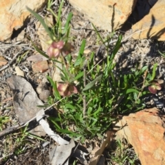 Dodonaea viscosa at Wamboin, NSW - 2 Nov 2018 11:37 AM