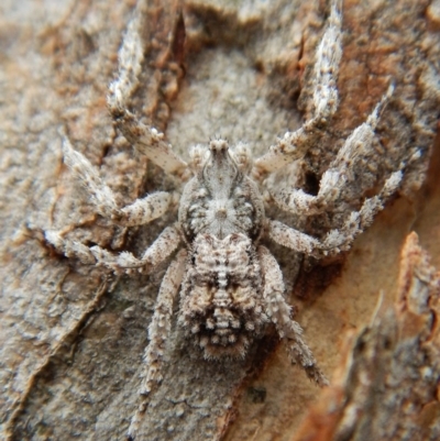 Stephanopis sp. (genus) (Knobbly crab spider) at Dunlop, ACT - 26 Nov 2018 by CathB