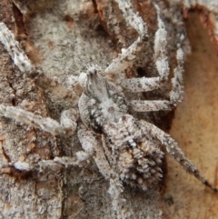 Stephanopis sp. (genus) at Dunlop, ACT - 26 Nov 2018