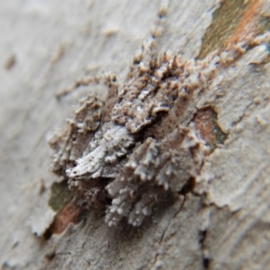 Stephanopis sp. (genus) at Dunlop, ACT - 26 Nov 2018