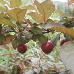 Prunus cerasifera at Symonston, ACT - 27 Nov 2018