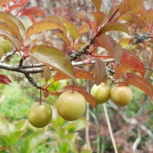Prunus cerasifera at Symonston, ACT - 27 Nov 2018