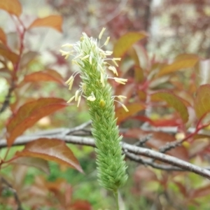 Phalaris aquatica at Symonston, ACT - 27 Nov 2018