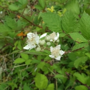 Rubus anglocandicans at Symonston, ACT - 27 Nov 2018