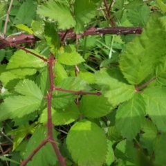 Rubus anglocandicans at Symonston, ACT - 27 Nov 2018