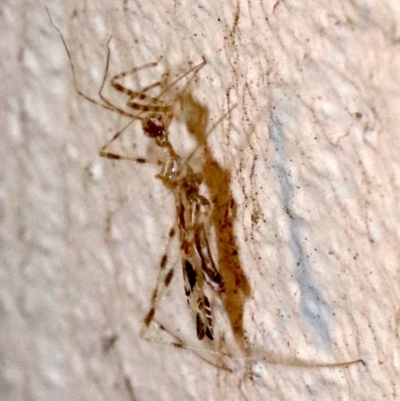 Stenolemus sp. (genus) (Thread-legged assassin bug) at Ainslie, ACT - 24 Nov 2018 by jbromilow50