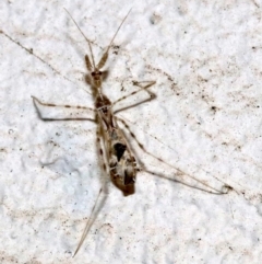 Stenolemus sp. (genus) at Ainslie, ACT - 24 Nov 2018