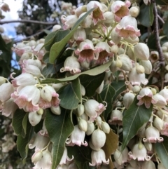 Brachychiton populneus subsp. populneus (Kurrajong) at Acton, ACT - 8 Nov 2018 by TimYiu