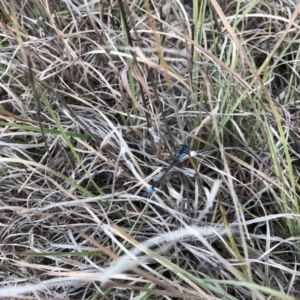 Ischnura heterosticta at Acton, ACT - 8 Nov 2018 12:54 PM