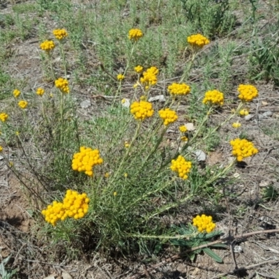 Chrysocephalum semipapposum (Clustered Everlasting) at Symonston, ACT - 27 Nov 2018 by Mike