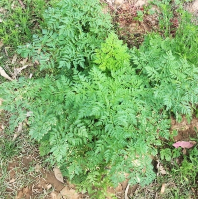 Conium maculatum (Hemlock) at Symonston, ACT - 27 Nov 2018 by ruthkerruish