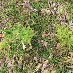 Carthamus lanatus at Symonston, ACT - 27 Nov 2018