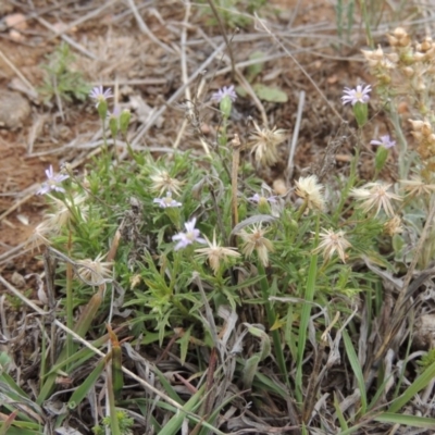 Vittadinia muelleri (Narrow-leafed New Holland Daisy) at Mitchell, ACT - 22 Nov 2018 by michaelb