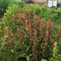 Rumex crispus (Curled Dock) at Jerrabomberra, ACT - 27 Nov 2018 by ruthkerruish