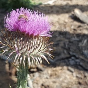 Apis mellifera at Symonston, ACT - 27 Nov 2018