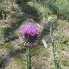 Onopordum acanthium (Scotch Thistle) at Symonston, ACT - 27 Nov 2018 by Mike