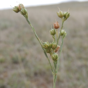 Linum marginale at Mitchell, ACT - 22 Nov 2018