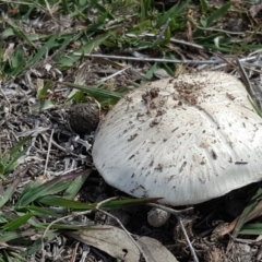 Agaricus sp. (Agaricus) at Symonston, ACT - 27 Nov 2018 by Mike