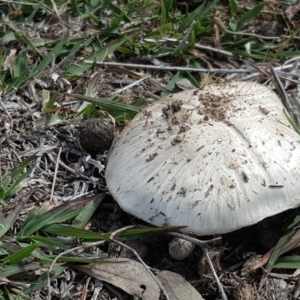 Agaricus sp. at Symonston, ACT - 27 Nov 2018 03:01 PM