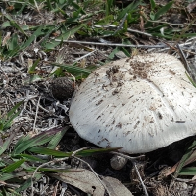 Agaricus sp. (Agaricus) at Symonston, ACT - 27 Nov 2018 by Mike