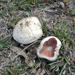 Agaricus sp. at Symonston, ACT - 27 Nov 2018 03:01 PM