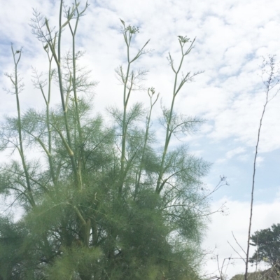 Foeniculum vulgare (Fennel) at Jerrabomberra, ACT - 27 Nov 2018 by ruthkerruish