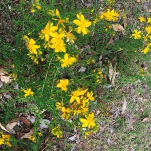 Hypericum perforatum at Jerrabomberra, ACT - 27 Nov 2018