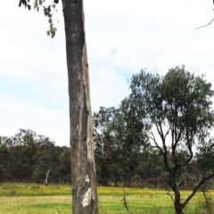 Hypericum perforatum at Jerrabomberra, ACT - 27 Nov 2018