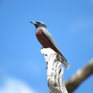 Artamus superciliosus at Primrose Valley, NSW - 26 Nov 2018