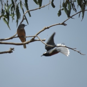 Artamus superciliosus at Primrose Valley, NSW - 26 Nov 2018