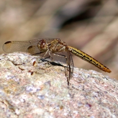 Diplacodes haematodes (Scarlet Percher) at Molonglo Valley, ACT - 26 Nov 2018 by RodDeb