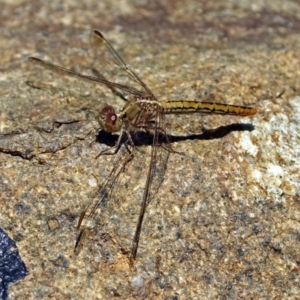 Diplacodes haematodes at Molonglo Valley, ACT - 26 Nov 2018