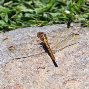 Diplacodes haematodes at Molonglo Valley, ACT - 26 Nov 2018