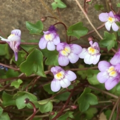 Cymbalaria muralis subsp. muralis (Ivy-leaved Toadflax) at Belconnen, ACT - 26 Nov 2018 by RWPurdie