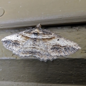 Syneora euboliaria at Molonglo Valley, ACT - 26 Nov 2018