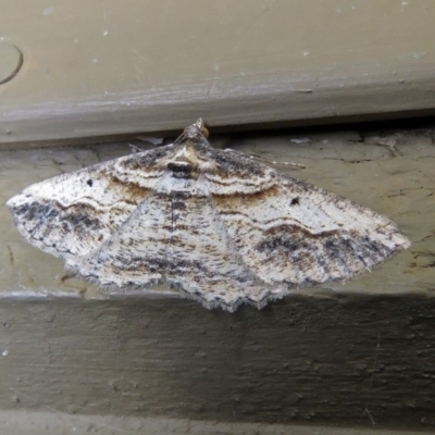 Syneora euboliaria (Boarmiini, Geometer moth) at Molonglo Valley, ACT - 26 Nov 2018 by RodDeb