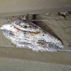 Syneora euboliaria at Molonglo Valley, ACT - 26 Nov 2018