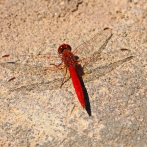 Diplacodes haematodes at Molonglo Valley, ACT - 26 Nov 2018