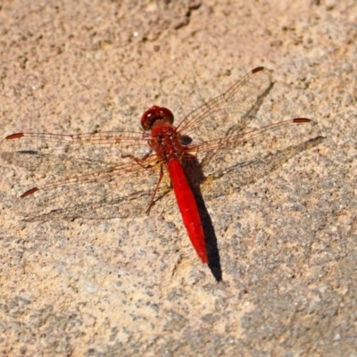 Diplacodes haematodes (Scarlet Percher) at National Zoo and Aquarium - 26 Nov 2018 by RodDeb