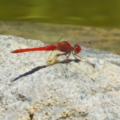 Diplacodes haematodes at Molonglo Valley, ACT - 26 Nov 2018